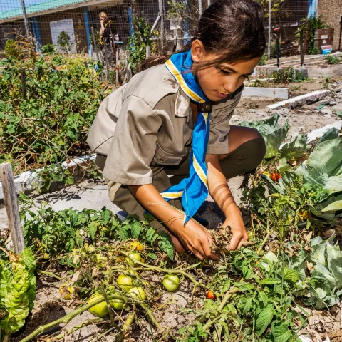 a scout picking plants from the field